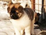 Собаки, щенята Американський акіта, ціна 11000 Грн., Фото