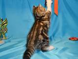 Кішки, кошенята Шотландська висловуха, ціна 4200 Грн., Фото