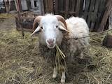 Животноводство,  Сельхоз животные Бараны, овцы, цена 1 Грн., Фото