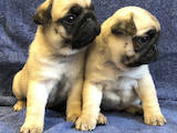 Собаки, щенки Мопс, цена 4700 Грн., Фото