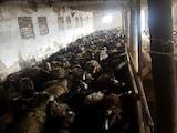 Животноводство,  Сельхоз животные Бараны, овцы, цена 70 Грн., Фото