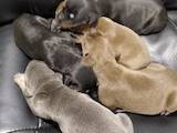 Собаки, щенки Доберман, цена 11000 Грн., Фото