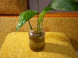 Домашние растения Декоративные растения, цена 40 Грн., Фото