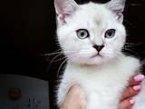 Кошки, котята Колор-пойнт короткошерстный, цена 5000 Грн., Фото