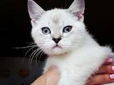 Кішки, кошенята Колор-пойнт короткошерстий, ціна 5000 Грн., Фото