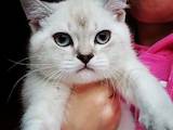 Кішки, кошенята Колор-пойнт короткошерстий, ціна 5000 Грн., Фото