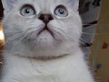 Кошки, котята Колор-пойнт короткошерстный, цена 5000 Грн., Фото