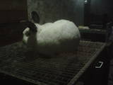 Гризуни Кролики, ціна 120 Грн., Фото