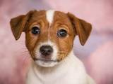 Собаки, щенки Джек Рассел терьер, цена 14000 Грн., Фото