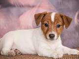 Собаки, щенята Джек Рассел тер'єр, ціна 14000 Грн., Фото