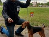 Собаки, щенята Вельштер'єр, ціна 5400 Грн., Фото