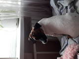 Собаки, щенята Джек Рассел тер'єр, ціна 6000 Грн., Фото