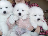 Собаки, щенки Самоед, цена 8000 Грн., Фото