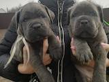 Собаки, щенята Кане Корсо, ціна 10000 Грн., Фото