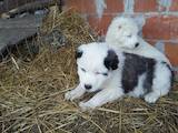 Собаки, щенки Среднеазиатская овчарка, цена 3600 Грн., Фото