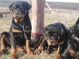 Собаки, щенята Ротвейлер, ціна 15000 Грн., Фото