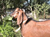 Тваринництво,  Сільгосп тварини Кози, ціна 10000 Грн., Фото