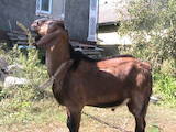 Тваринництво,  Сільгосп тварини Кози, ціна 10000 Грн., Фото