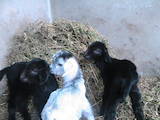 Животноводство,  Сельхоз животные Козы, цена 10000 Грн., Фото