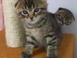 Кішки, кошенята Шотландська висловуха, ціна 750 Грн., Фото