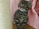 Кошки, котята Шотландская вислоухая, цена 750 Грн., Фото