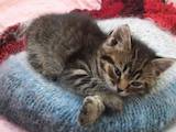 Кошки, котята Шотландская вислоухая, цена 750 Грн., Фото