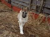 Собаки, щенята Східно-сибірська лайка, ціна 1500 Грн., Фото