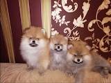 Собаки, щенки Померанский шпиц, цена 20000 Грн., Фото