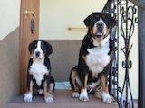 Собаки, щенята Великий Швейцарський зенненхунд, ціна 38000 Грн., Фото