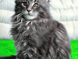Кішки, кошенята Мейн-кун, ціна 16000 Грн., Фото