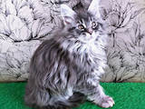 Кішки, кошенята Мейн-кун, ціна 16000 Грн., Фото