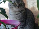 Кошки, котята Шотландская короткошерстная, Фото
