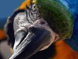 Папуги й птахи Папуги, ціна 5000 Грн., Фото