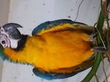 Папуги й птахи Папуги, ціна 5000 Грн., Фото