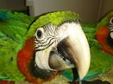 Папуги й птахи Папуги, ціна 1000 Грн., Фото