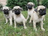 Собаки, щенки Мопс, цена 1000 Грн., Фото