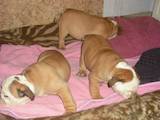 Собаки, щенки Английский бульдог, цена 3500 Грн., Фото