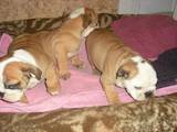 Собаки, щенки Английский бульдог, цена 3500 Грн., Фото