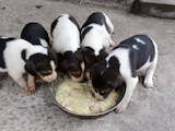Собаки, щенята Невідома порода, ціна 500 Грн., Фото