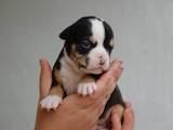 Собаки, щенята Англійський бульдог, ціна 3500 Грн., Фото