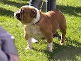 Собаки, щенята Англійський бульдог, ціна 3500 Грн., Фото