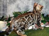 Кішки, кошенята Бенгальськая, ціна 2000 Грн., Фото