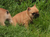 Собаки, щенки Французский бульдог, цена 500 Грн., Фото