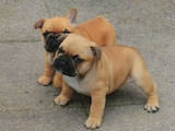 Собаки, щенки Французский бульдог, цена 500 Грн., Фото