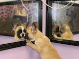 Собаки, щенята Французький бульдог, ціна 500 Грн., Фото