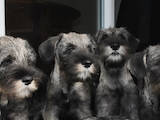 Собаки, щенки Миттельшнауцер, цена 18000 Грн., Фото
