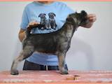 Собаки, щенята Міттельшнауцер, ціна 18000 Грн., Фото