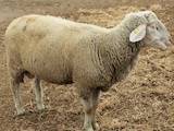 Тваринництво,  Сільгосп тварини Барани, вівці, ціна 300 Грн., Фото