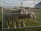 Животноводство,  Сельхоз животные Бараны, овцы, цена 300 Грн., Фото