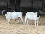Животноводство,  Сельхоз животные Бараны, овцы, цена 300 Грн., Фото